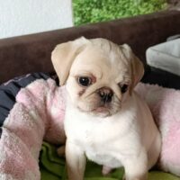 Wunderschöner Mops Welpe sucht noch seine neue Familie