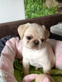 Wunderschöner Mops Welpe sucht noch seine neue Familie