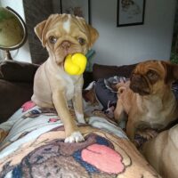 Hübsche vier Monate alte Mops Hündin sucht ihren Kuschel Platz