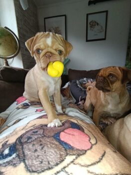 Hübsche vier Monate alte Mops Hündin sucht ihren Kuschel Platz