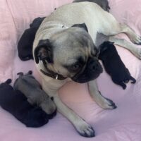 6 wunderschöne Mopswelpen haben am 09.11.25 das Licht der Welt erblickt. Sportlich & Freiatmend