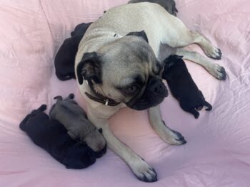 6 wunderschöne Mopswelpen haben am 09.11.25 das Licht der Welt erblickt. Sportlich & Freiatmend