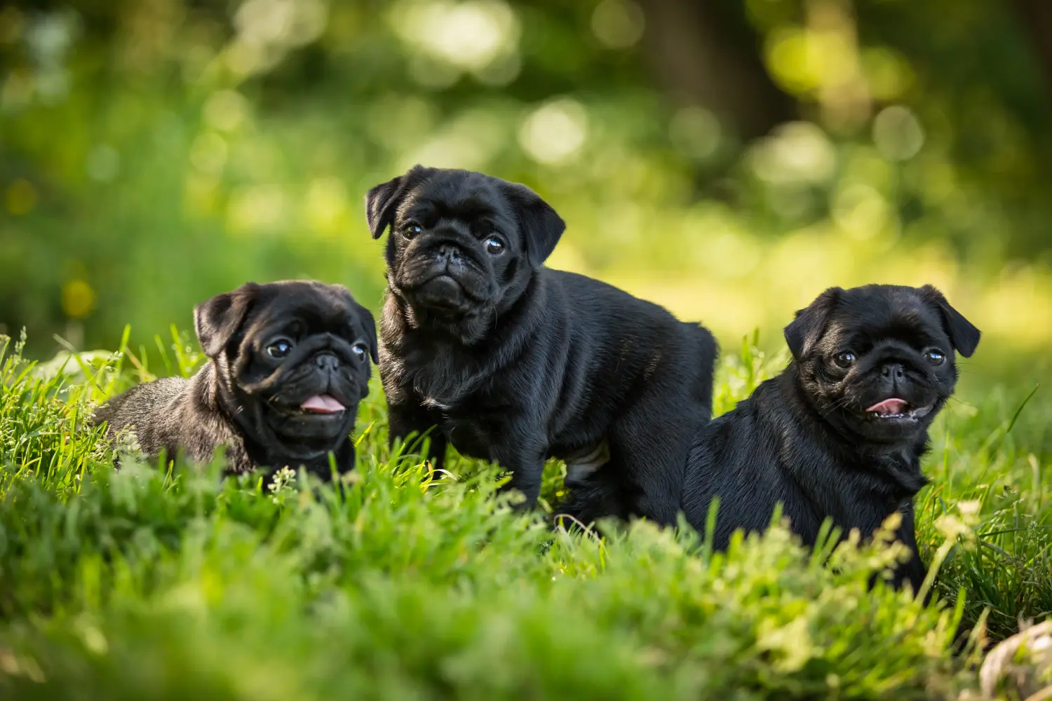 Einen Mops Welpen zu kaufen, bedeutet Verantwortung zu übernehmen! Mops Welpen kaufen.