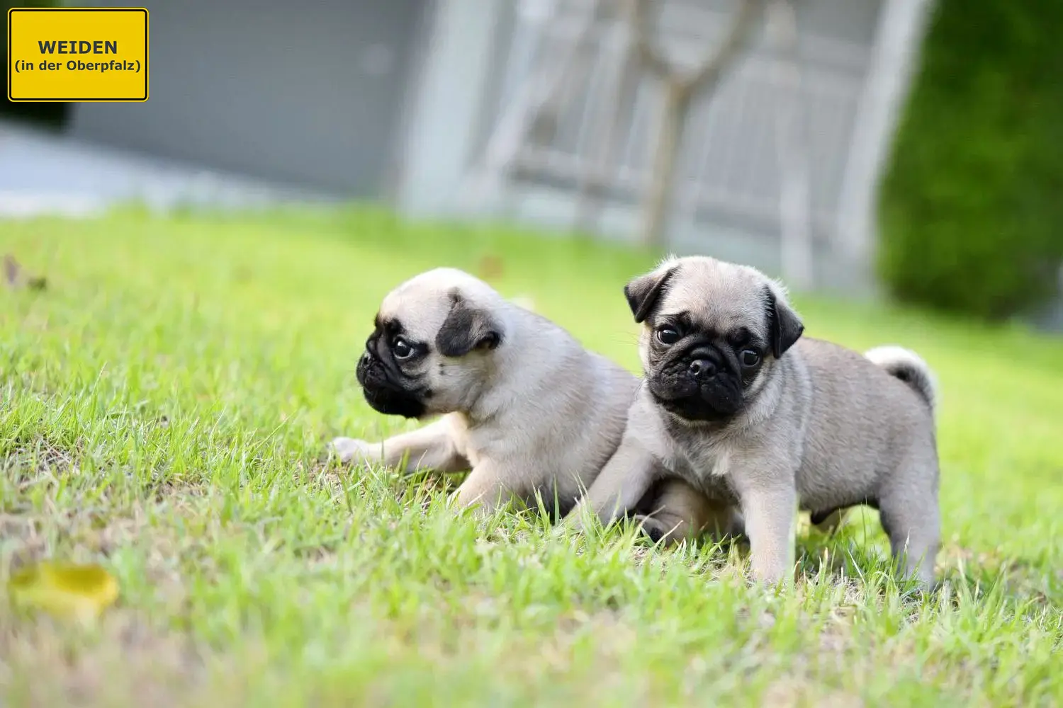 Mops Welpen und Züchter Weiden in der Oberpfalz Hier findest Du Möpse Züchter in Weiden in der Oberpfalz.