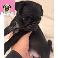 Nur noch ein kleines Mopsmädchen sucht ihr Zuhause ab Dezember mit Stammbaum