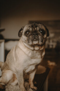 Älterer Mops sucht ein liebevolles Zuhause