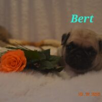 Mops Welpe nach altd. Vorbild