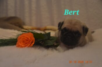 Mops Welpe nach altd. Vorbild