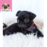 Mopsmädchen mit Gesundheitszeugnis & Ahnentafel – abgabebereit!