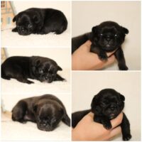 Wunderschöne, sportliche Mops Welpen Rüde & Hündin Platinium