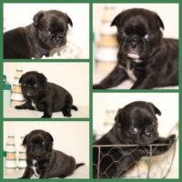 Wunderschöne, sportliche Mops Welpen Rüde & Hündin Platinium