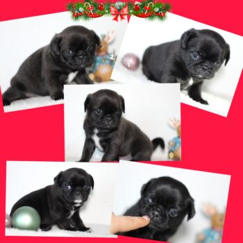 Wunderschöne, sportliche Mops Welpen Rüde & Hündin Platinium