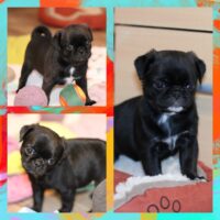 Wunderschöne, sportliche Mops Welpen Rüde & Hündin Platinium