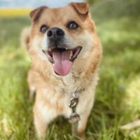 Tutis: Rüde • geb.ca. 2013-2015 • 37cm