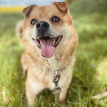 Tutis: Rüde • geb.ca. 2013-2015 • 37cm