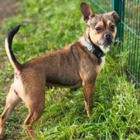 Bule: Weibchen • geb.ca. 2020-2022 • 35cm