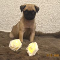 Zuckersüße Beatrice Mops-Welpe