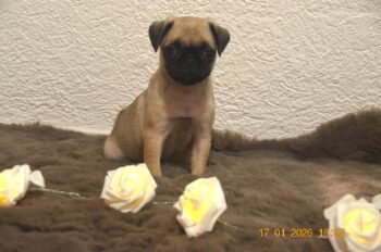 Zuckersüße Beatrice Mops-Welpe