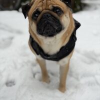 Mops Pumba sucht eine Hündin