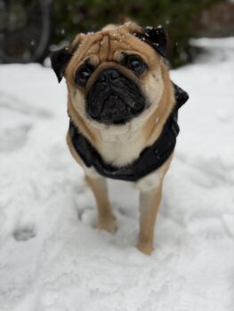 Mops Pumba sucht eine Hündin