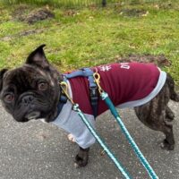 Lancy sucht Pflege- oder Endstelle