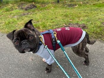 Lancy sucht Pflege- oder Endstelle