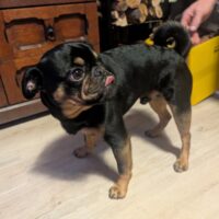 Deckrüde Retro Mops