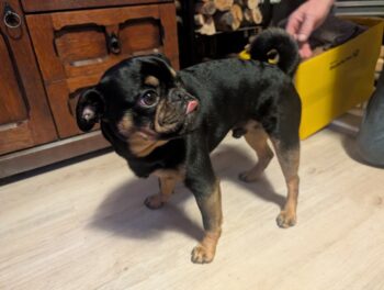 Deckrüde Retro Mops