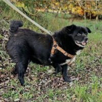 Plutas: Rüde • geb.ca. 2014-2016 • 40cm • 13kg • Handicap