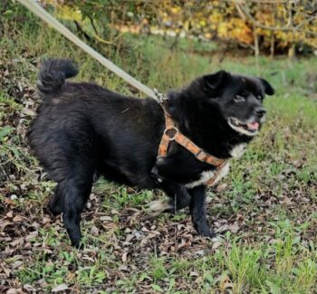 Plutas: Rüde • geb.ca. 2014-2016 • 40cm • 13kg • Handicap