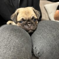 bezaubernde Mops-Rüden suchen ihr Für-immer-Zuhause – ab 06.02.26 abgabefähig!