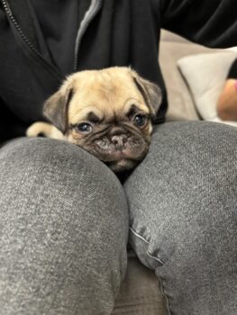 bezaubernde Mops-Rüden suchen ihr Für-immer-Zuhause – ab 06.02.26 abgabefähig!