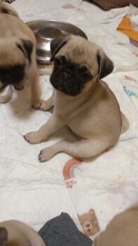 3 bezaubernde Mops-Rüden suchen ihr Für-immer-Zuhause – ab 06.02.26 auszugfähig!