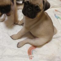 3 bezaubernde Mops-Rüden suchen ihr Für-immer-Zuhause – ab 06.02.26 auszugfähig!