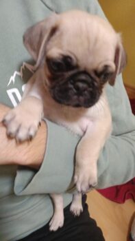 3 bezaubernde Mops-Rüden suchen ihr Für-immer-Zuhause – ab 06.02.26 auszugfähig!