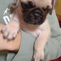 3 bezaubernde Mops-Rüden suchen ihr Für-immer-Zuhause – ab 06.02.26 auszugfähig!