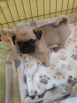 bezaubernde Mops-Rüden suchen ihr Für-immer-Zuhause – ab 06.02.26 auszugfähig!