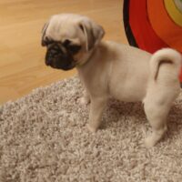 3 bezaubernde Mops-Rüden suchen ihr Für-immer-Zuhause – ab sofort auszugsfähig