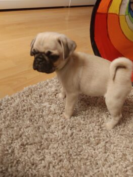 3 bezaubernde Mops-Rüden suchen ihr Für-immer-Zuhause – ab sofort auszugsfähig