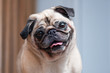Pug looking at camera tilted head smiling