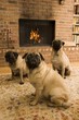 Three Pugs in Front of Fireplace