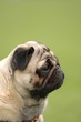 dog - pug portrait with sad eyes