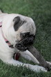 Pug Chewing a Stick in the Grass