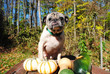 Old Pug with a Fresh Fall Harvest